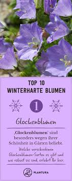 Entdecken sie farbenfrohe pflanzideen sowie leckere gemüsesorten für balkon, terrasse und garten mit den pflegeleichten pflanzen von kientzler. Top 10 Winterharte Blumen Glockenblumen Die Glockenblume Sorgt Als Winterharte Pflanze Auch Im Winter Fur Winterharte Blumen Winterharte Pflanzen Winterhart
