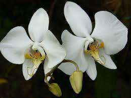Phalaenopsis Amabilis Moth Orchid World Of Flowering Plants Moth Orchid Orchids Phalaenopsis