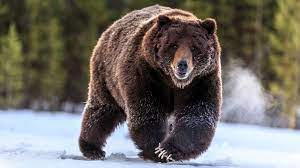 Check spelling or type a new query. Animal Bear Wallpaper Yellowstone Grizzly Bear 1920x1080 Wallpaper Teahub Io