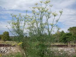 Image result for Foeniculum vulgare
