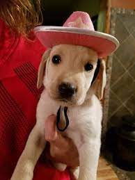 Justviral Net Find Viral Images Online Labrador Retriever Puppies Puppies Labrador Retriever