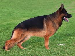 Registered/registerable, current vaccinations, health… view details $400 German Shepherd Dog Puppy For Sale In Appleton Wi Adn 71219 On Puppyfinder Com Gender Female German Shepherd Dogs German Shepherd Dogs Puppy German Shepherd