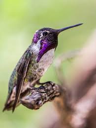 Birds And Blooms Photo Contest Winners Colorful Birds Photo Contest Winners Hummingbirds Photography Bird Photo Colorful Birds