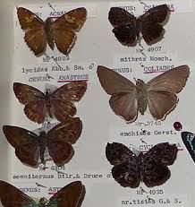 Image result for Marsdenia angolensis