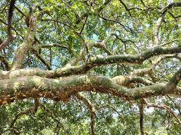 Image result for Commiphora tenuipetiolata