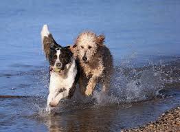 What Dog Breeds Match Your Star Sign Best Irish Mirror Online