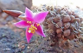 Image result for Anacampseros subnuda