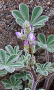 Image result for Lupinus mexicanus