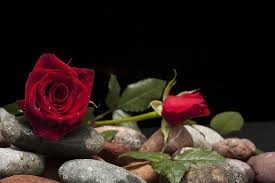 Mawar merah gambar bunga ros sempoa dunia. 6 Kisah Seputar Hari Valentine Mengapa Ada Bunga Mawar Merah Gaya Tempo Co