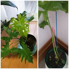 相談の投稿画像 By ののさん セローム と観葉植物 2018月8月22日 Greensnap グリーンスナップ