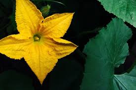 Must try these fun new recipes. 6 Edible Flowers You Need In Your Home Garden Fresh Frank By Laura Franklin
