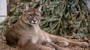 May 21, 2021 · die raubkatzen gelten als scheu, angriffe auf menschen sind selten. Hoffnung Fur Das Raubkatzen Asyl In Ansbach Bayern Sz De