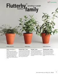 Check spelling or type a new query. The Buddleja Garden Podaras Flutterby Hinebud
