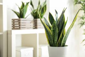 This plant is known for its medicinal use for healing and also for its perfume. 23 Best Bathroom Plants That Look Fantastic Smart Garden Guide