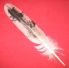 Only the youngest of goldens' feathers are the deepest of black. Legal Eagle Feather Salt And Pepper Cedar Mountain Drums