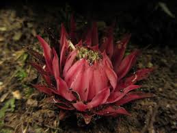 Image result for Thonningia