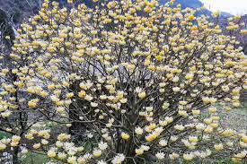 Edgeworthia chrysantha, also known as the paperbush plant, provides superb winter interest and fragrance. Edgeworthia Chrysantha Paperbush