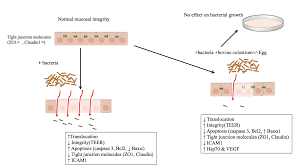 Effects of Bovine Colostrum with or without Egg