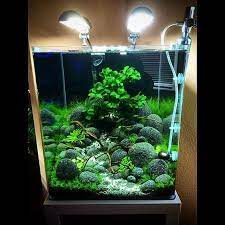 You just need to be dedicated to making the regular water changes in your tank. 9 Aquascape Nano Tank Ideas Aquascape Paludarium Blog Natural Fish Tank Ideas Fresh Water Fish Tank Fish Tank Terrarium Fish Tank Themes