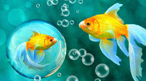 Pictures Of Underwater Fish Yahoo Search Results Cross Paintings Goldfish Fish Wallpaper