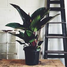 Philodendron Rojo Congo Indoor Plants Plants Philodendron