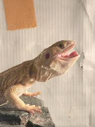 フトアゴ ヒゲ トカゲ 口 を 開ける