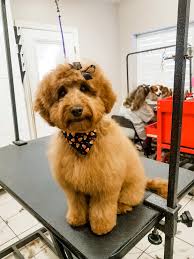 The miniature goldendoodle (mini doodle) results from a miniature or toy poodle crossed with a golden retriever. Goldendoodle Teddy Bear Haircut Grooming Tips Matthews Legacy Farm