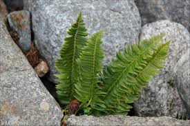 Image result for Lonchitis