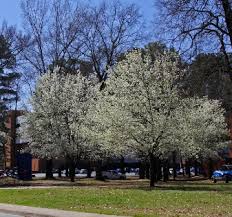 Do not plant callery or bradford pear. Bradford Pears Are Invasive Trees In Arkansas What Do To If You Have A Bradford Pear Tree
