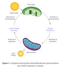 In brief, both photosynthesis and cellular respiration are processes of converting a source of energy into chemical or biochemical energy which can be used by an organism to fuel certain activities. What Molecule Is A Waste Product Of Cellular Respiration