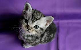 Di bawah ada beragam gambar kucing lucu dan keren loh untuk kamu koleksi. 15 Ras Kucing Yang Paling Imut Saat Masih Bayi
