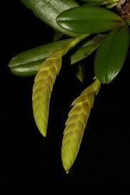 Image result for Bulbophyllum humblotii