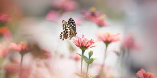 We did not find results for: The Best Garden Plants And Flowers To Attract Butterflies Martha Stewart