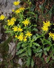 Image result for Senecio luembensis