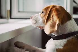 Before you consider medication or adoption, try helping your dog with these natural remedies. Dog Anxiety What Can I Give My Dog For Anxiety