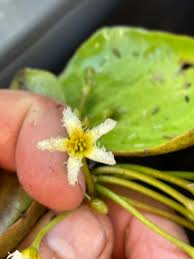 Image result for Nymphoides brevipedicellata