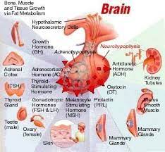 18 Endocrine System Lab Flashcards Endocrine System Endocrine Anatomy And Physiology