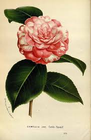 147596 Camellia Japonica L Var Carlotta Papudoff Houtte L Van Flore Des Serres Et Des Jardin De L Europe Flower Prints Art Flower Art Botanical Flowers