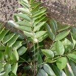 Image result for Millettia eetveldeana