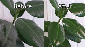 Rubber plant white dots on leaves. How To Polish Houseplant Leaves Rubber Plant Youtube