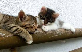 We did not find results for: Cat Gives A Thumbs Up Videos Metatube