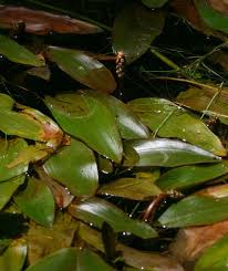 Image result for Potamogetonaceae