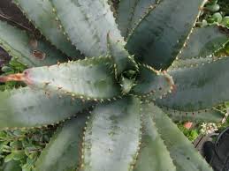 Image result for Aloe aculeata × ortholopha