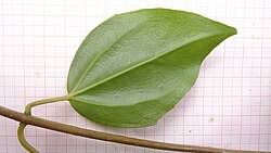 Image result for Mikania sagittifera