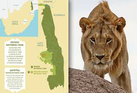 Cape town businessman nafiz modack leaves the cape town magistrate's court on tuesday with a large protective entourage. Outrage After Kruger Lion Baited And Shot By Trophy Hun