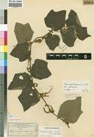 Image result for Raphidiocystis jeffreyana