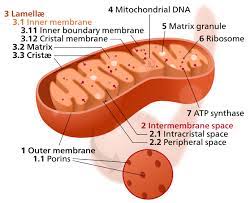 Mitochondria Definition Discovery Importance And Function Mitochondria Mitochondrial Dna Oxidative Phosphorylation