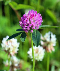 Admit it or not, we are not so new to the concept of multitasking. Mixed Red And White Clover Seed For Silage Leys Gss Direct Ltd