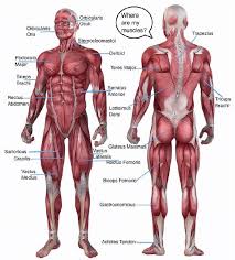 There are many types and combinations of those worksheets, and they can be found in nearly every medical classroom, aside from size or age the students. The Ultimate Guide To Scoring High On The Hesi A2 Anatomy And Physiology Section Pocket Prep