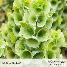 Bells Of Ireland Flower Pictures Best Flower Wallpaper